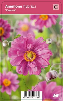 Herfstanemoon (anemone hybrida "Pamina") najaarsbloeier - 12 stuks