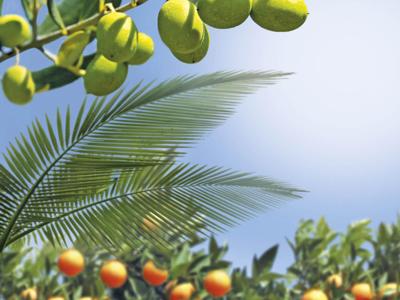 Mediterrane potgrond aarde 10 liter - Warentuin mix Mediterrane potgrond aarde 10 liter - Warentuin mix