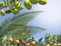 Mediterrane potgrond aarde 10 liter - Warentuin mix - thumbnail