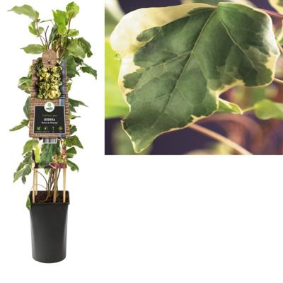 Bonte klimop (Hedera "Gloire de Marengo") klimplant