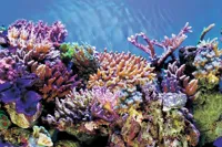 Deco Poster A2 60X49 Cm aquaria Superfish - Superfish - thumbnail