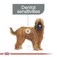 Royal Canin Dental Care Maxi hondenvoer 9kg - thumbnail