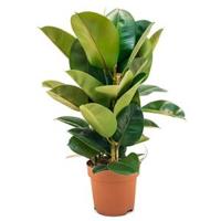 Ficus robusta M kamerplant - thumbnail