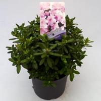 Dwerg rododendron (Rhododendron "Snipe") heester - 20-25 cm - 1 stuks - thumbnail