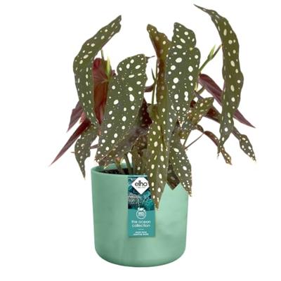 The ocean collection round 22cm pacifisch groen elho - Elho The ocean collection round 22cm pacifisch groen elho - Elho