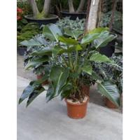 Philodendron green beauty kamerplant - thumbnail