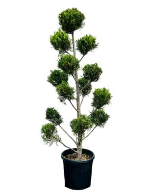 Winterhoes MAMMUT - 360x250 cm