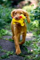 Voer Josera Festival Adult 12,5 Kg - thumbnail