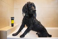 Animology Fox Poo Shampoo - thumbnail