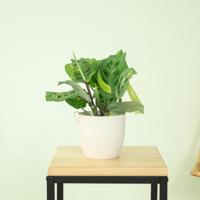 Maranta Kerchoveana Variegata - thumbnail