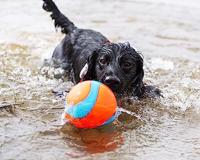 Chuckit! Amphibious Mega Ball - thumbnail