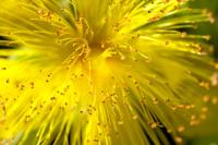 Hertshooi - thumbnail