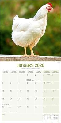 Chickens Calendar 2026 Square Farm Animals & Birds Wall Calendar - 16 Month