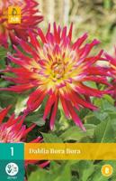 Dahlia Bora bora - thumbnail