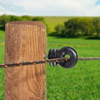 Gallagher Schroef-ringisolator BS hout klein (25) - 004089 004089 - thumbnail