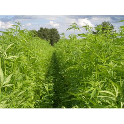 Sonnentor Hennepblad thee los bio 40 Gram