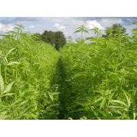 Sonnentor Hennepblad thee los bio 40 Gram - thumbnail