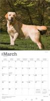 Labrador Retriever Blond Kalender 2026 - thumbnail