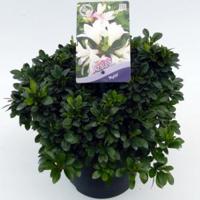 Rododendron (Rhododendron Satsuki "Myojo") heester - thumbnail