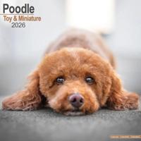 Poodle (Toy & Miniature) Calendar 2026 Square Dog Breed Wall Calendar - 16 Month - thumbnail