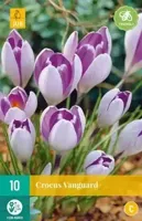 Crocus Vanguard 10 bollen - thumbnail