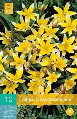 Tulp dasystemon tarda 10 bollen