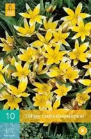 Tulp dasystemon tarda 10 bollen - thumbnail