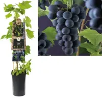 Blauwe Druif Vitis Rembrandt 75 cm klimplant - thumbnail