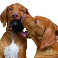 Hond X-treme rubber bal zwart small Kong Gebr. de Boon - Kong - thumbnail