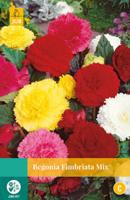 Begonia fimbriata mix - thumbnail