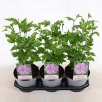 Hibiscus syriacus Lavender Chiffon - 40 cm - 3 stuks - thumbnail