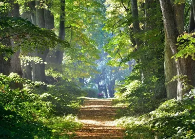 Alexsar Art Tuinschilderij bospad 70x50cm