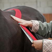 VetkinTape® Kinesiologie Tape voor dieren - Rood (10cm x 5m) | 1 rol Kinesiotape voor paarden en honden | TÜV-gecertificeerd | Kinesiotapes met +25% meer kleefkracht | Voor professionals - thumbnail