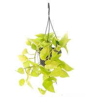 Scindapsus Pothos Gold - P15 - thumbnail