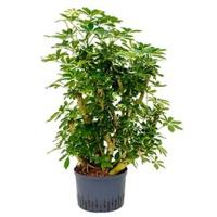 Schefflera gold capella vertakt M hydrocultuur plant - thumbnail