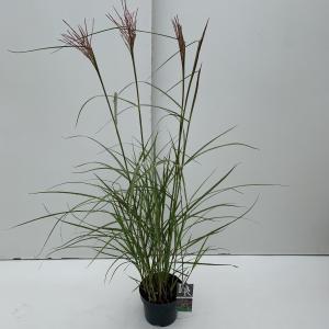 Prachtriet (Miscanthus sinensis "Ferner Osten") siergras - In 3 liter pot - 1 stuks Prachtriet (Miscanthus sinensis "Ferner Osten") siergras - In 3 liter pot - 1 stuks