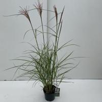 Prachtriet (Miscanthus sinensis "Ferner Osten") siergras - In 3 liter pot - 1 stuks - thumbnail