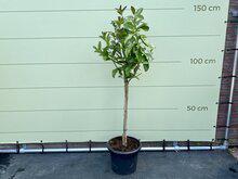 Citrusboom - Hand of Buddha