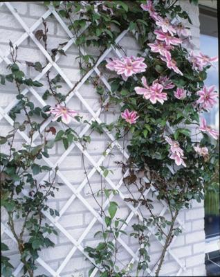 Nature tuinlatwerk 100x200 cm pvc wit 6040703