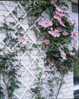 Nature tuinlatwerk 100x200 cm pvc wit 6040703 - thumbnail