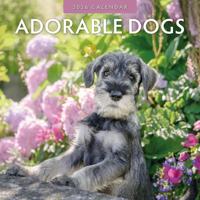 Adorable Dogs Kalender 2026 - thumbnail