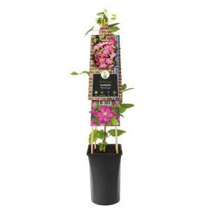 Grootbloemige Clematis Ville de Lyon 120 cm klimplant Grootbloemige Clematis Ville de Lyon 120 cm klimplant