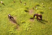 NOCH 60771 Bodembedekkingsset Weide - thumbnail