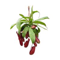 Nepenthes Bloody Mary - P 14 cm - thumbnail