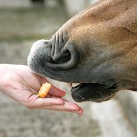 Likit Paardenreep - thumbnail