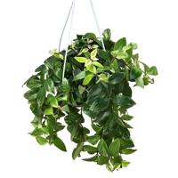 Aeschynanthus Variegata (Lipstick plant) - P 18 cm - thumbnail