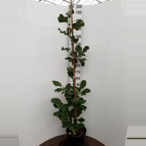 Magnolia struik March Till Frost - 2 stuks