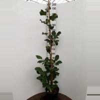 Magnolia struik March Till Frost - 2 stuks - thumbnail