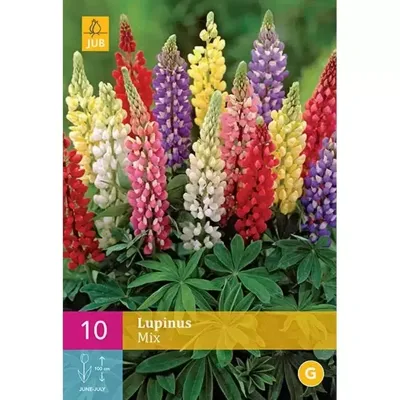 JUB x10 Lupinus Mix