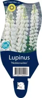 Lupinus Noblemaiden vaste plant Griffioen - Griffioen - thumbnail